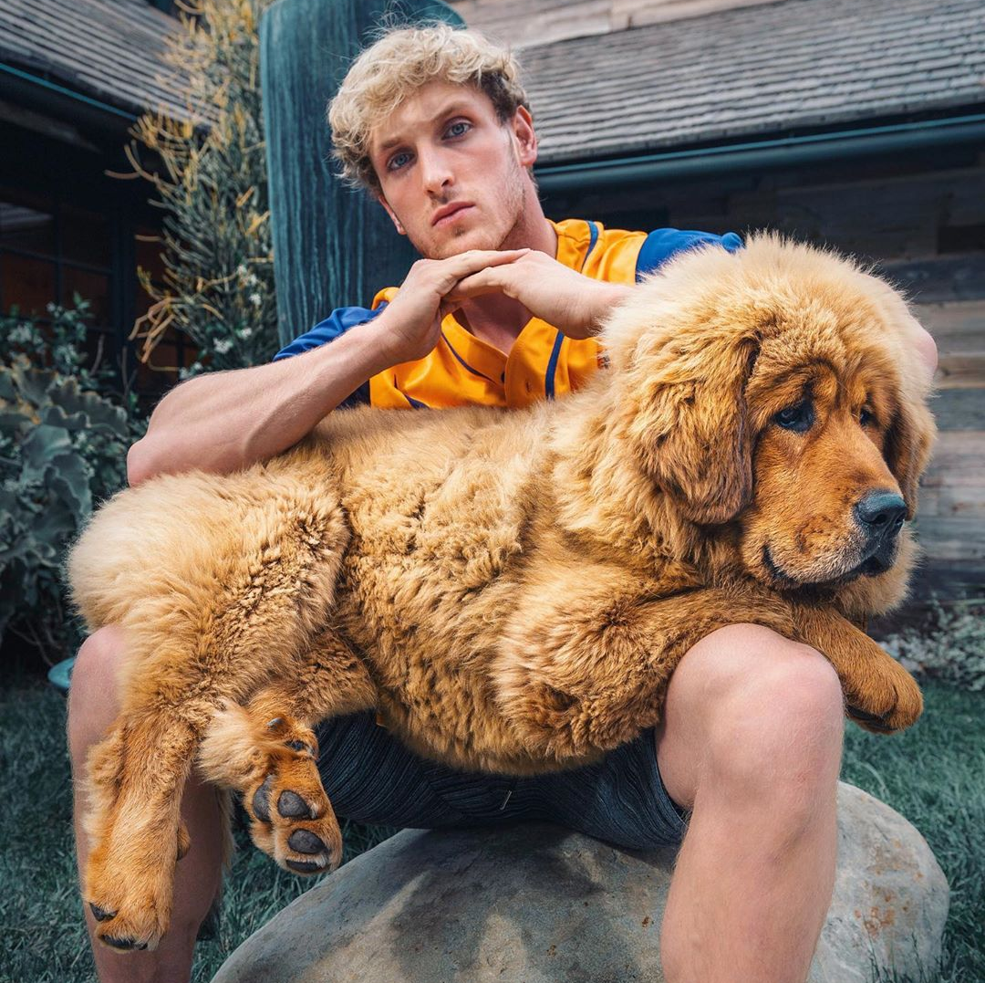 logan paul dog breed