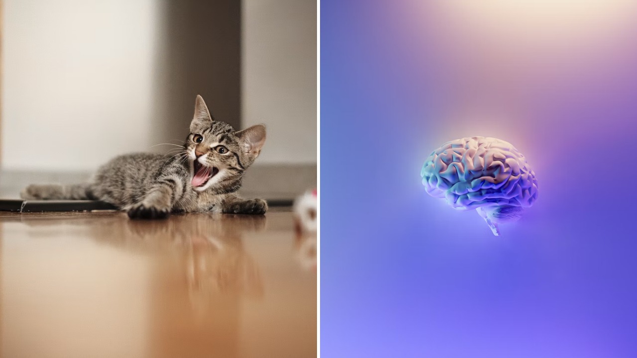 cat brain size