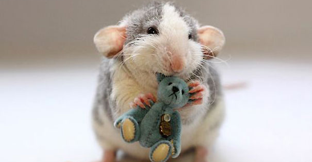Милая мышь. Эллен Ван Дилен. Эллен Ван Дилен крысы. Крыска Дамбо. Декоративная крыса Дамбо.