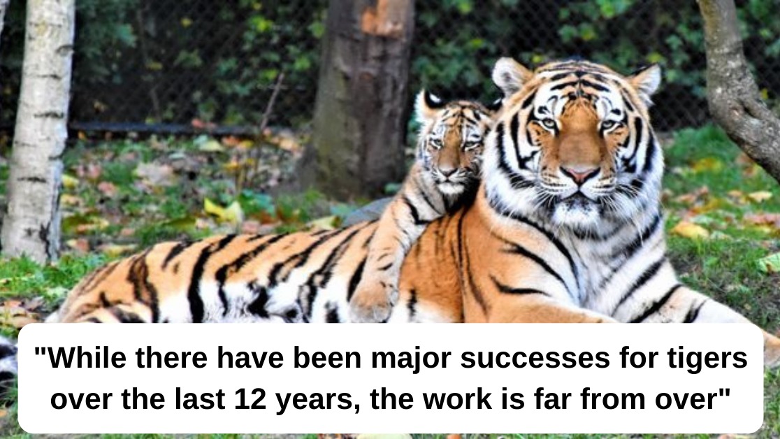 Year Of The Tiger Finds Worlds Tiger Numbers Roaring Back image pic