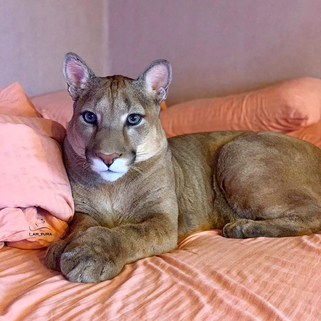 موضه استثنائي ارفع domesticated puma - livetodothis.com