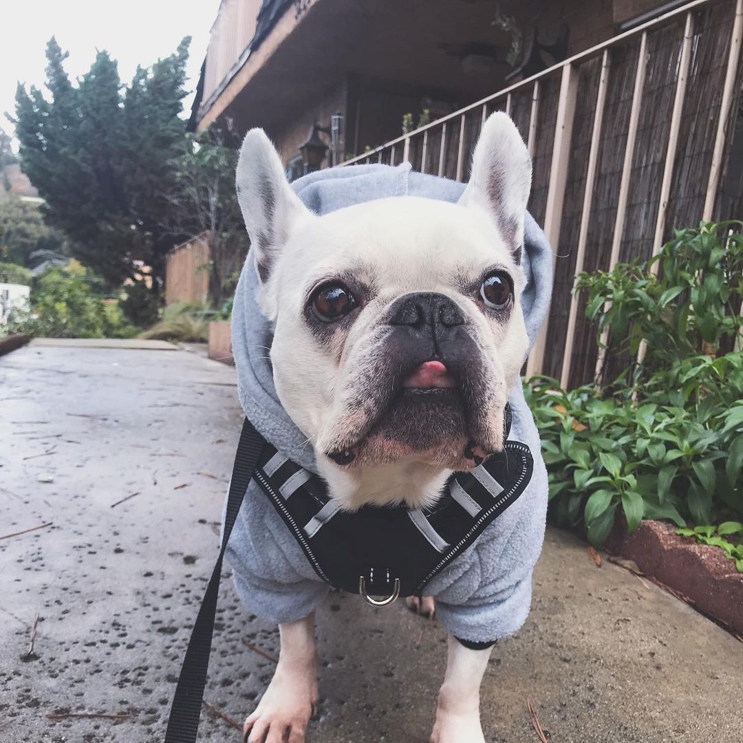 A photo of Natalie Viscuso's bulldog wearing a gray hoodie and he looks amazing.