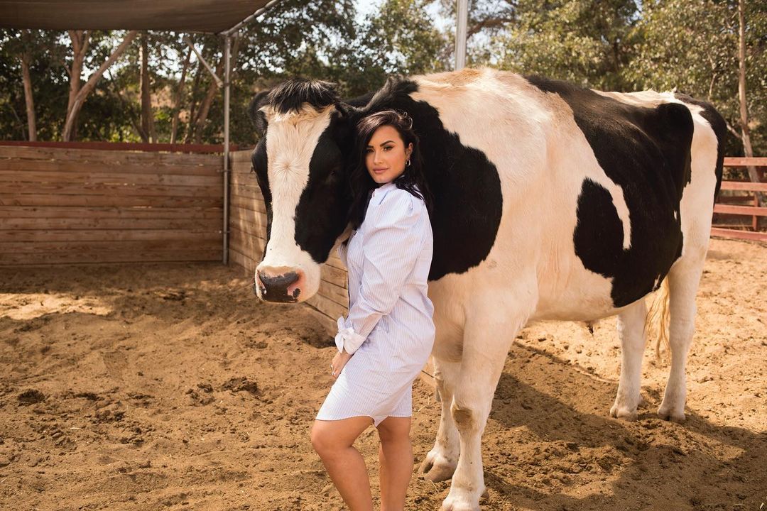 Demi Lovato posing beside a cow on a ranch, and she has on a blue stripe shirt-dress