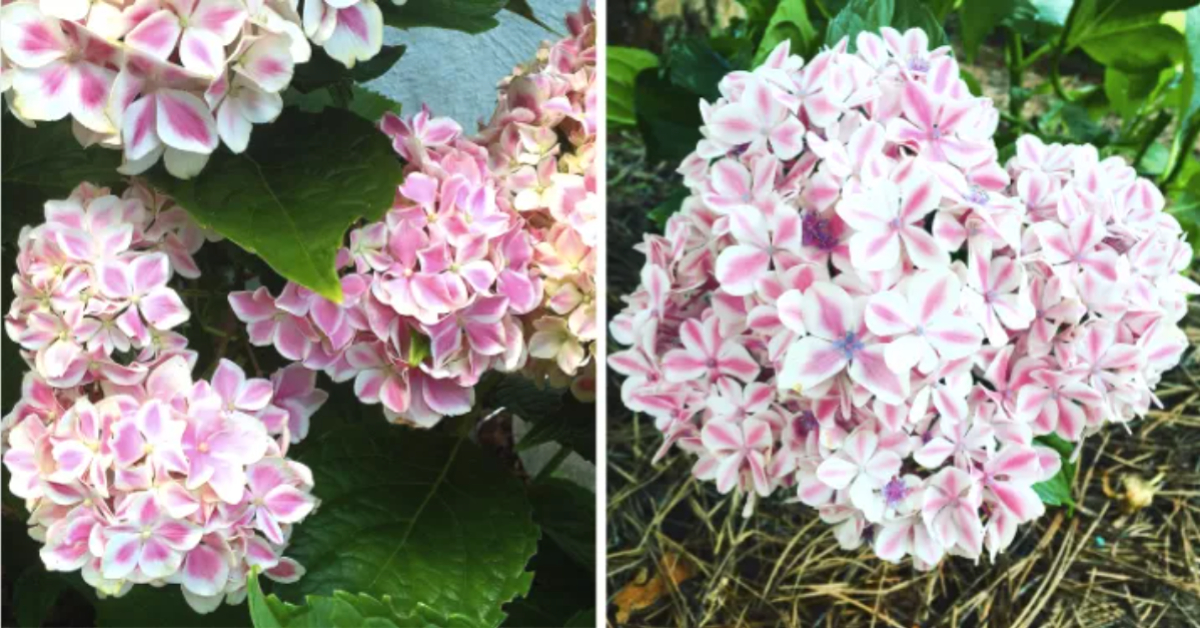 Peppermint Swirl Hydrangea