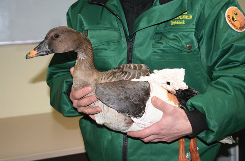 Redden van dieren