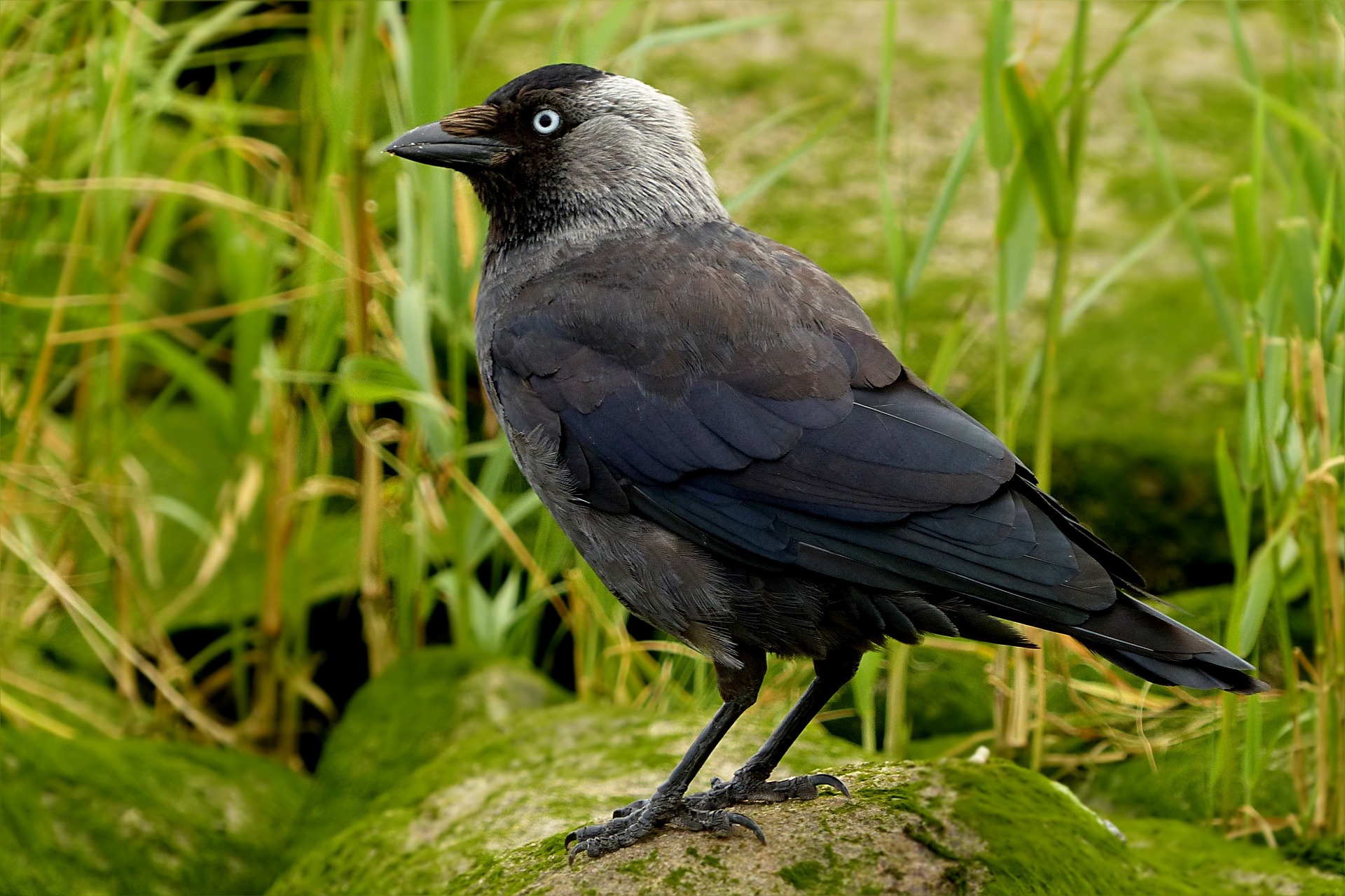 Kauwen in de schouw