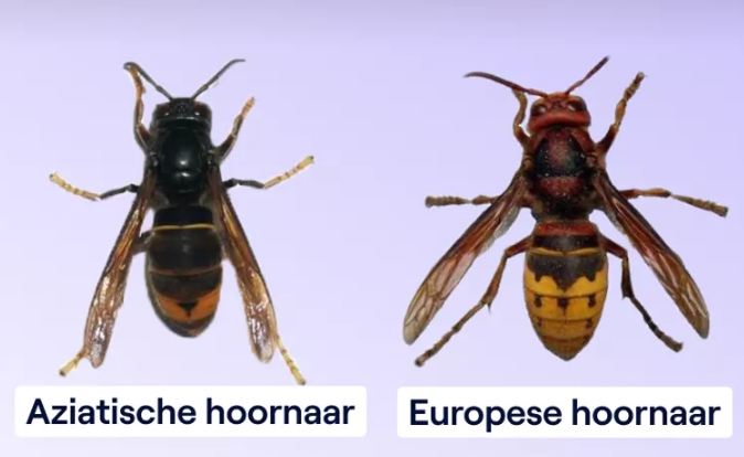 De Europese en Aziatische hoornaar