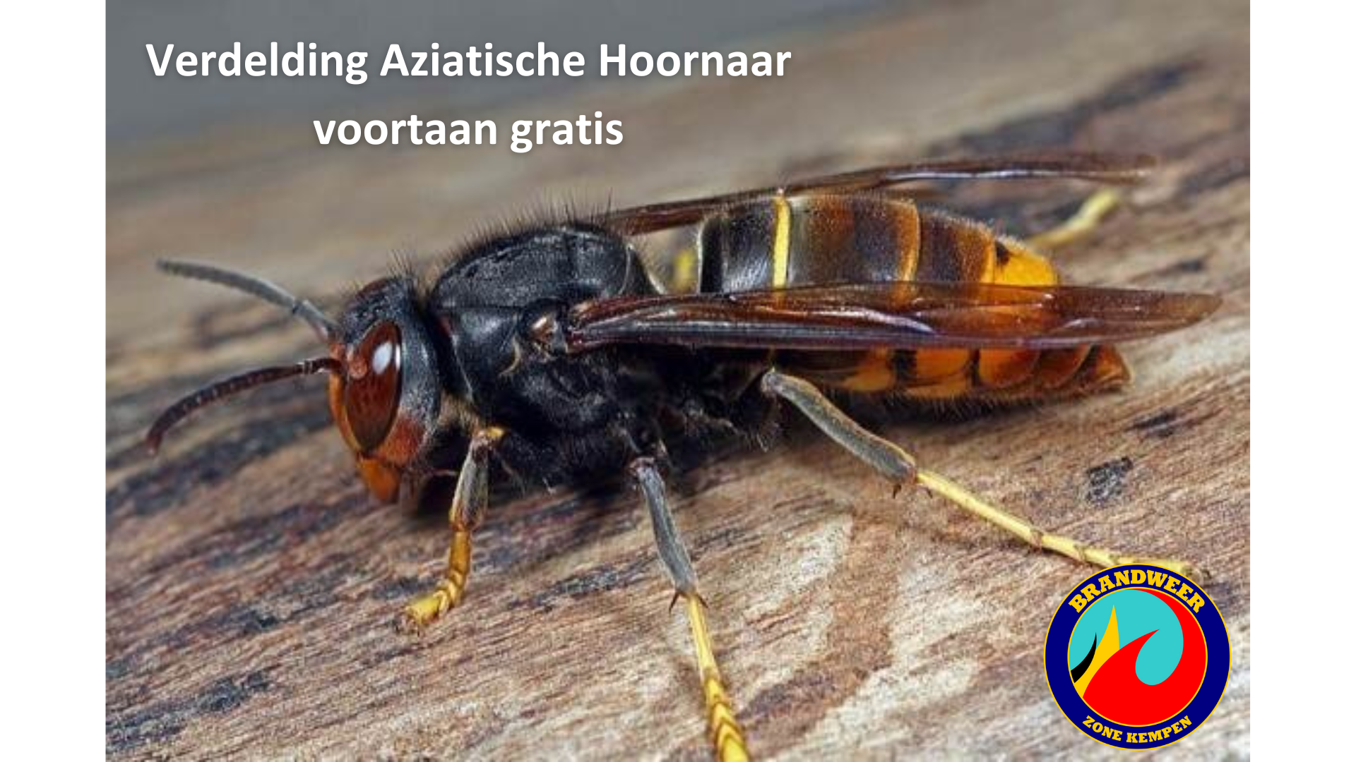 Bestrijding Aziatische Hoornaar voortaan gratis