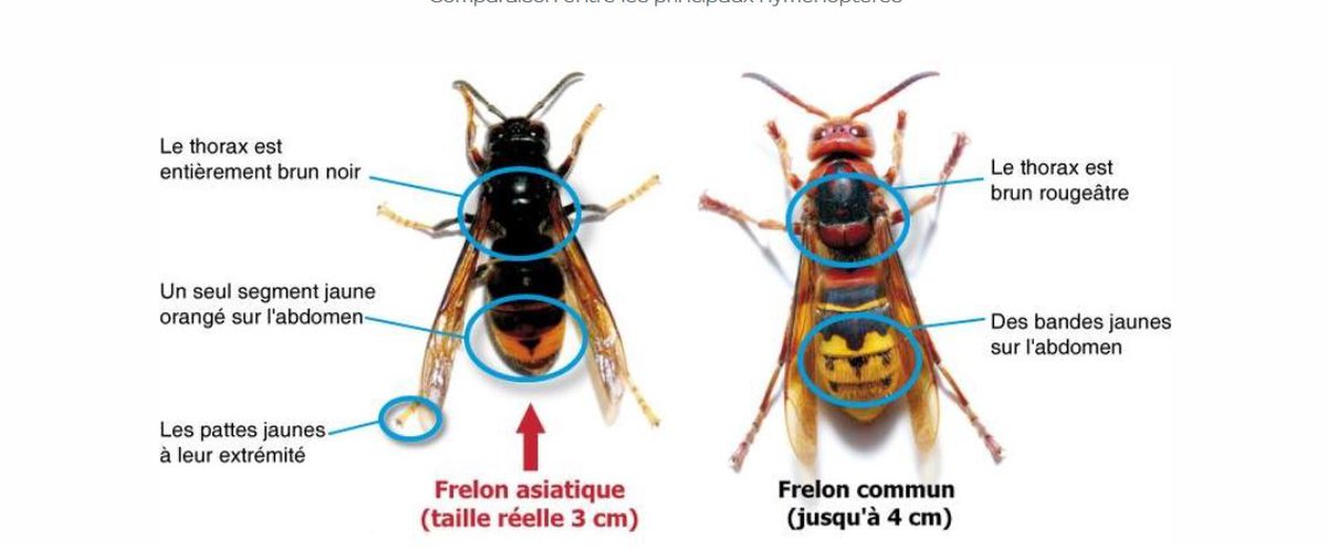 Les frelons européens