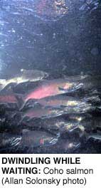 DWINDLING WHILE WAITING: Coho salmon. Photo: Allan Solonsky