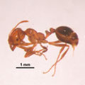 ���J�I���ơ]Solenopsis invicta�^ ���u�ƶ��šC