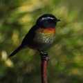 [��j]�߭I�L� Collared Bush Robin (Erithacus johnstoniae)