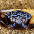 四角招潮(Uca tetragonon)