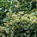 �}�᪺�p�Ὧ�A���]Mikania micrantha�^