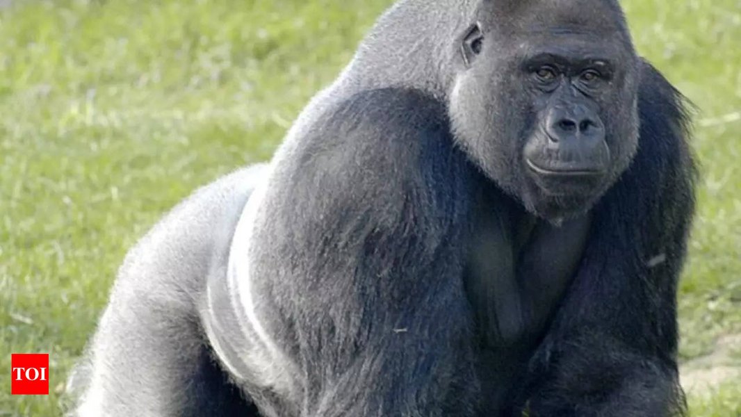 A male gorilla beating its chest