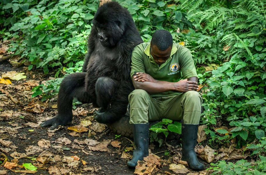 100-men-versus-gorilla-debate-42mzpt86