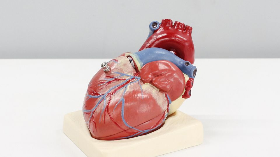 3d printed human heart model with microfluidics