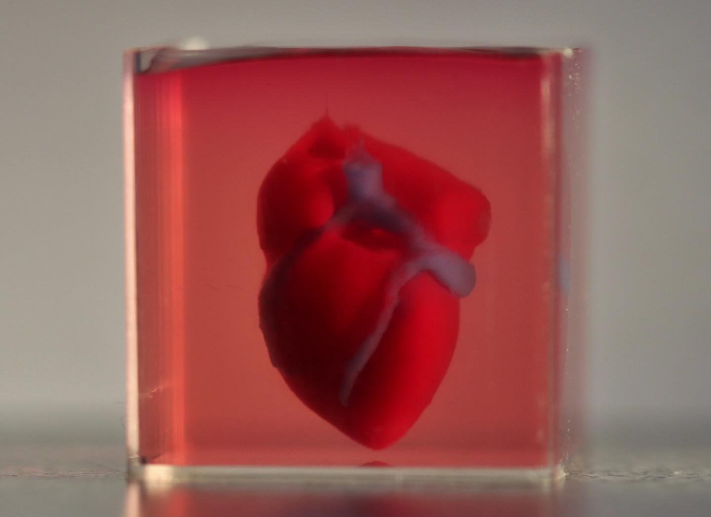 3d printed heart tissue