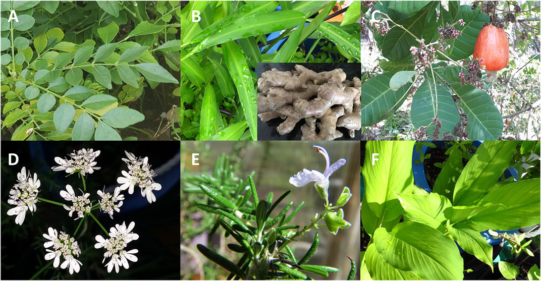 antibacterial herbs plants