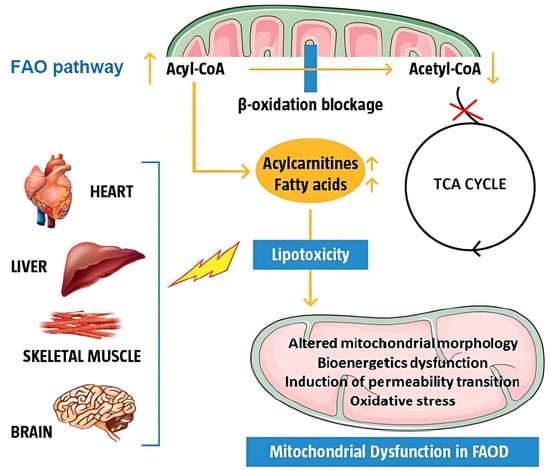 carnitine molecules kidney