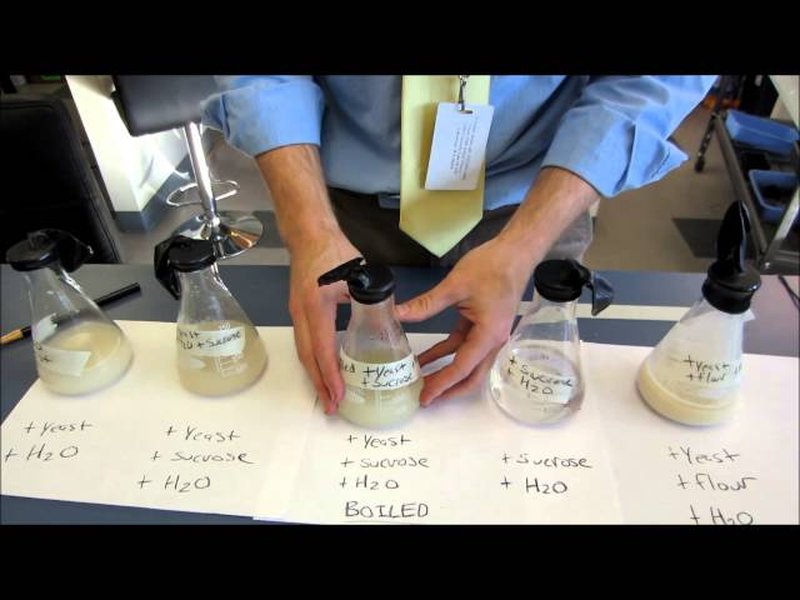 laboratory fermentation setup