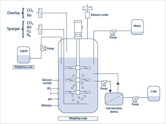 industrial bioreactor process