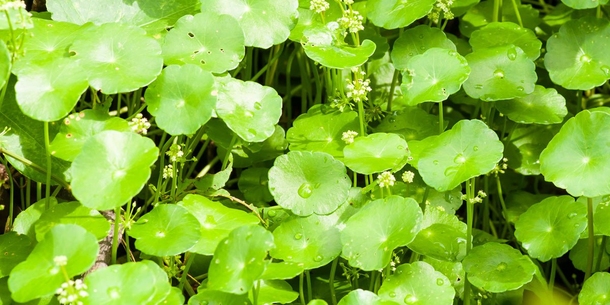 centella asiatica plant leaves