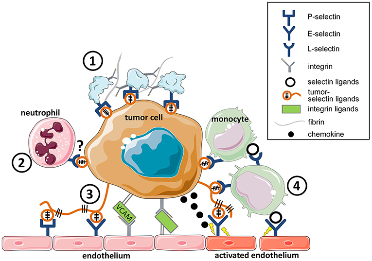 cellular adhesion extracellular matrix tumor progression