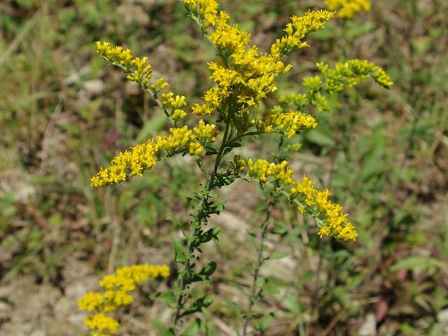 yellow flowering bush nature