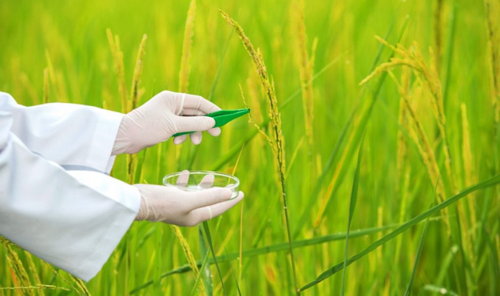 advances-in-cereal-breeding-i4rmj3bf
