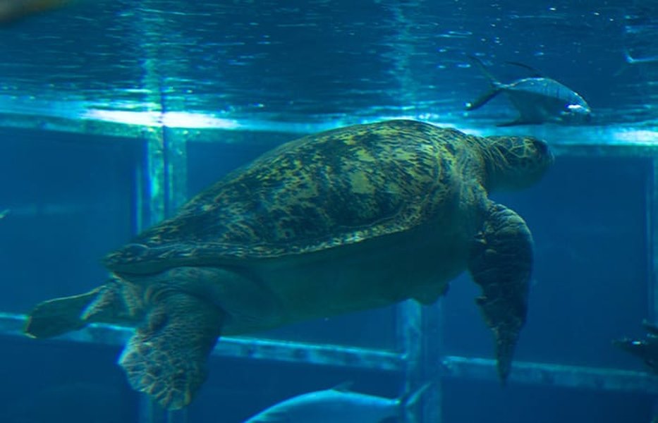 affordable-robot-camera-turtles-u5fvj4ai