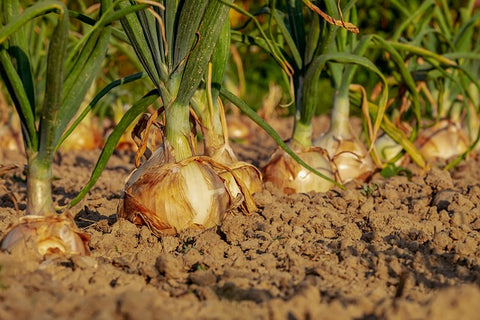fields with onion and potato crops