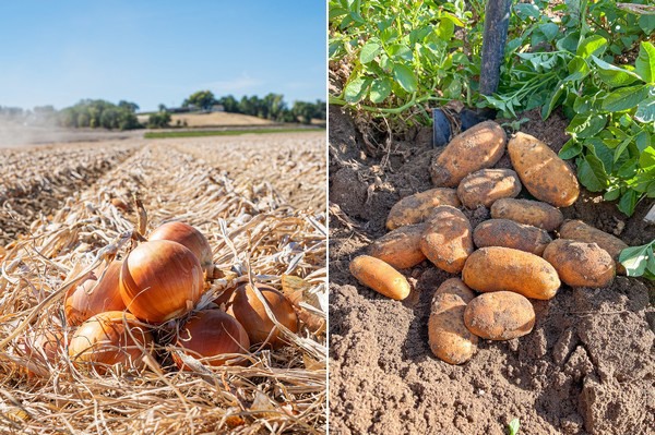 field with onions and potato crops