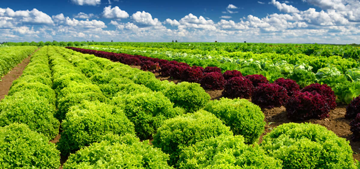 farm fields and vegetable crops