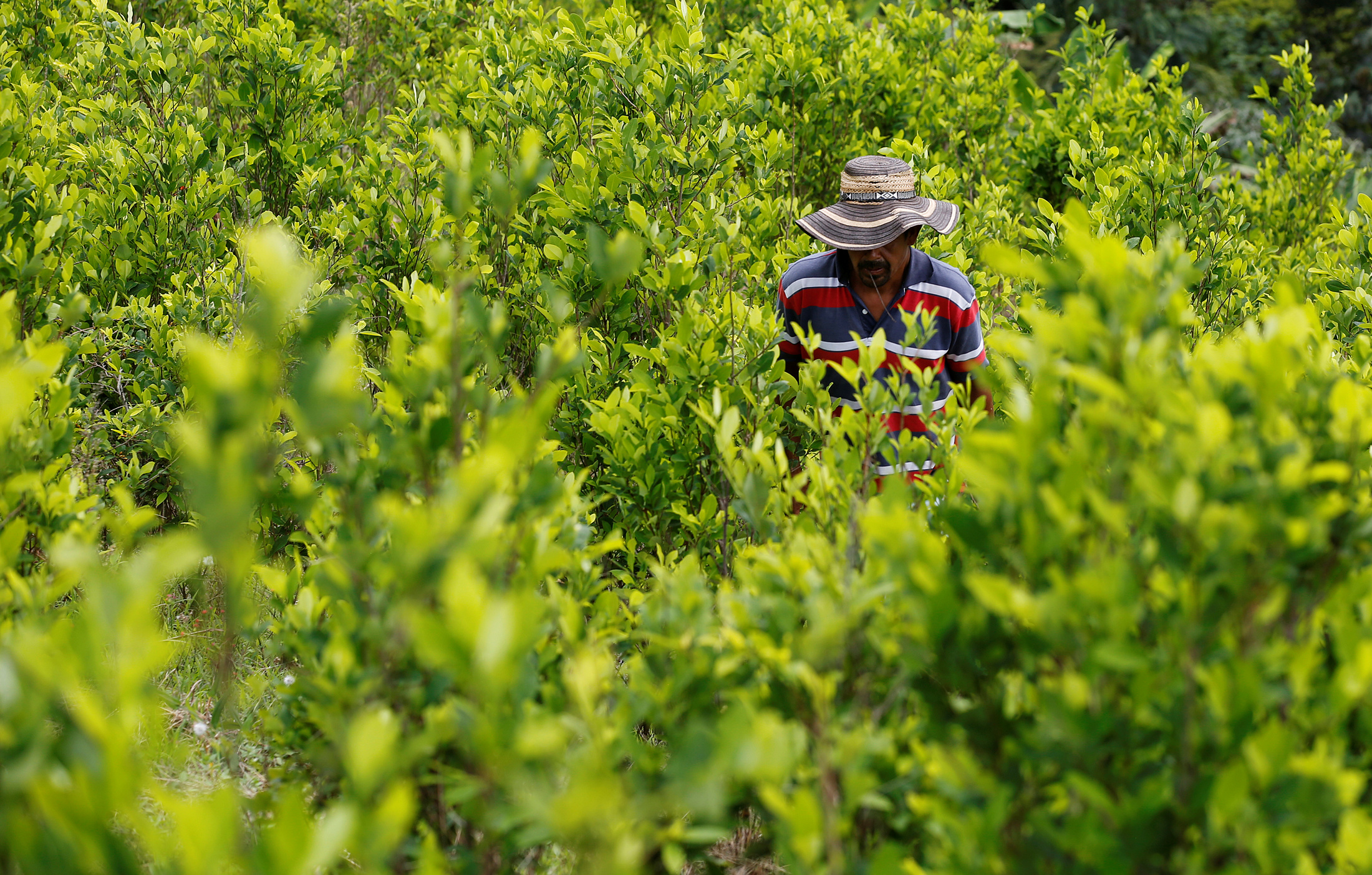 Colombian agriculture fields, modern technology in farming, diverse crops