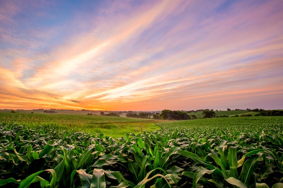 agricultural field sunrise