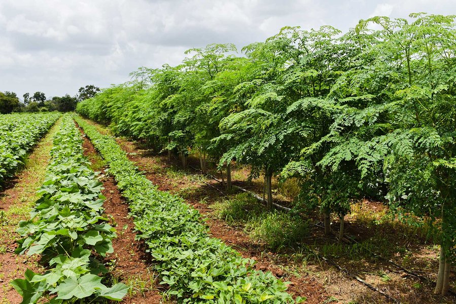 agriculture fields biodiversity