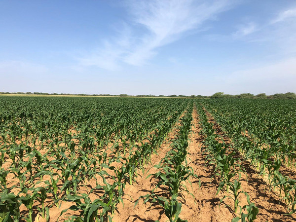 agricultural field with maize in senegal countryside