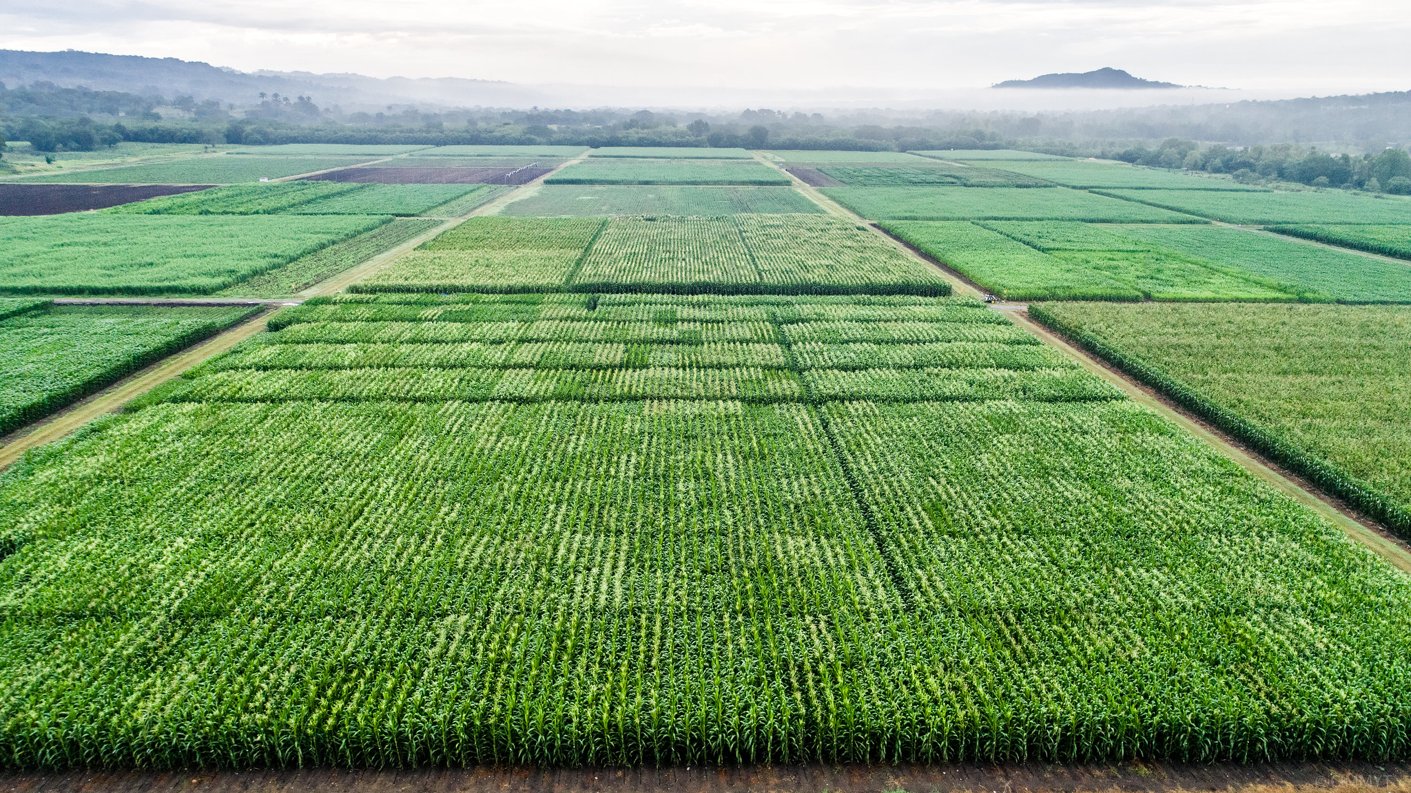 tropical field, maize crops, rural agriculture
