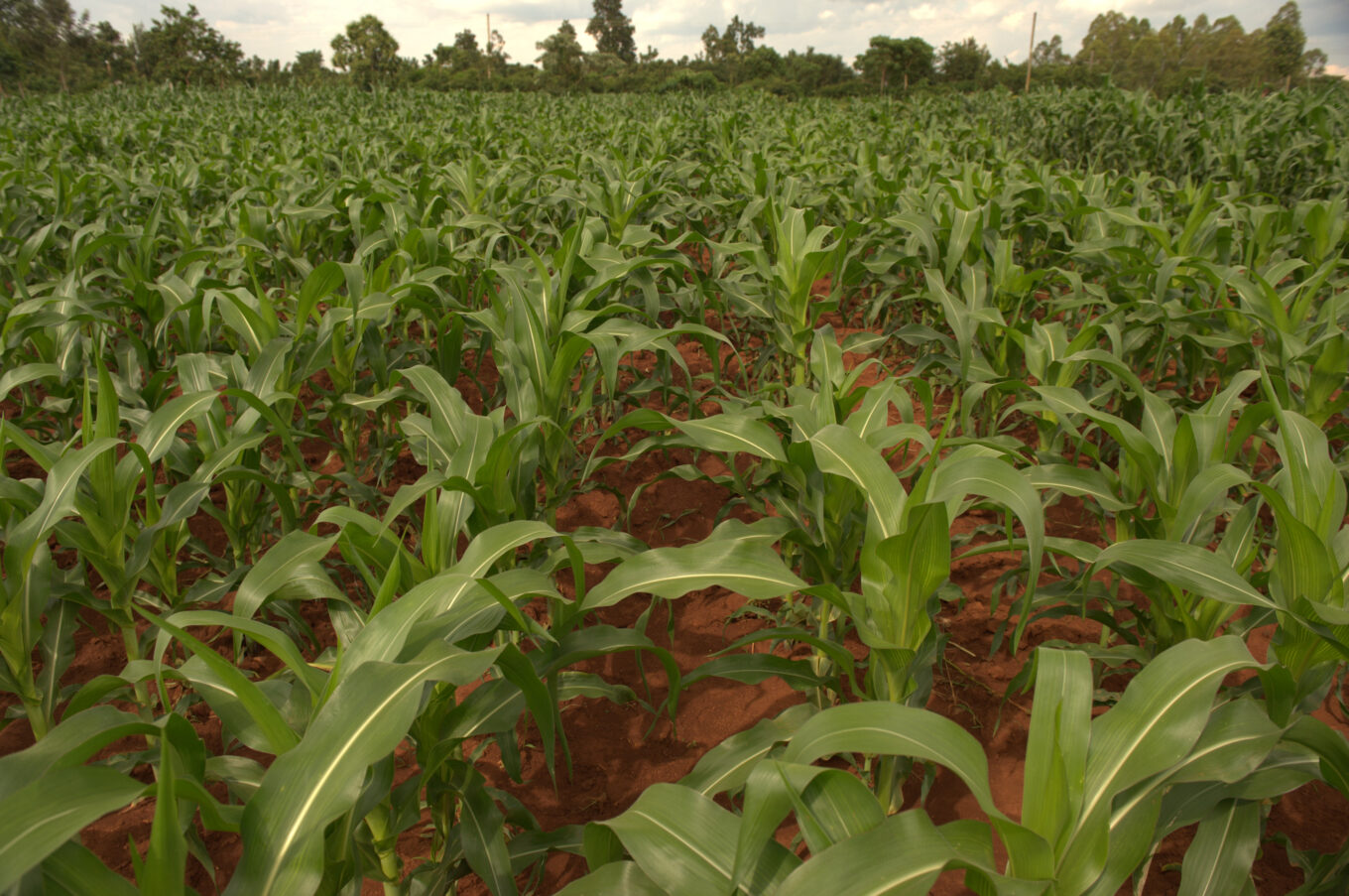 tropical farmland, maize field, organic compost application