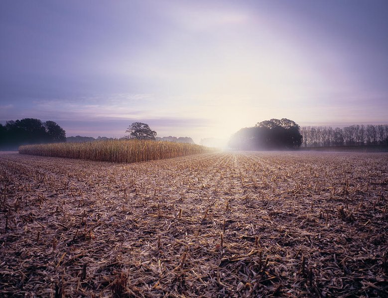 maize field dawn