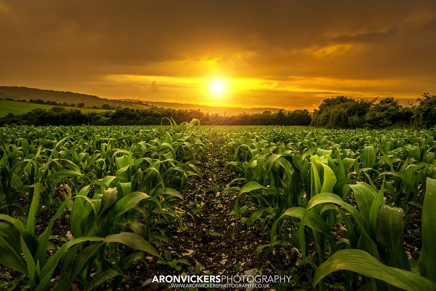 maize field sunset