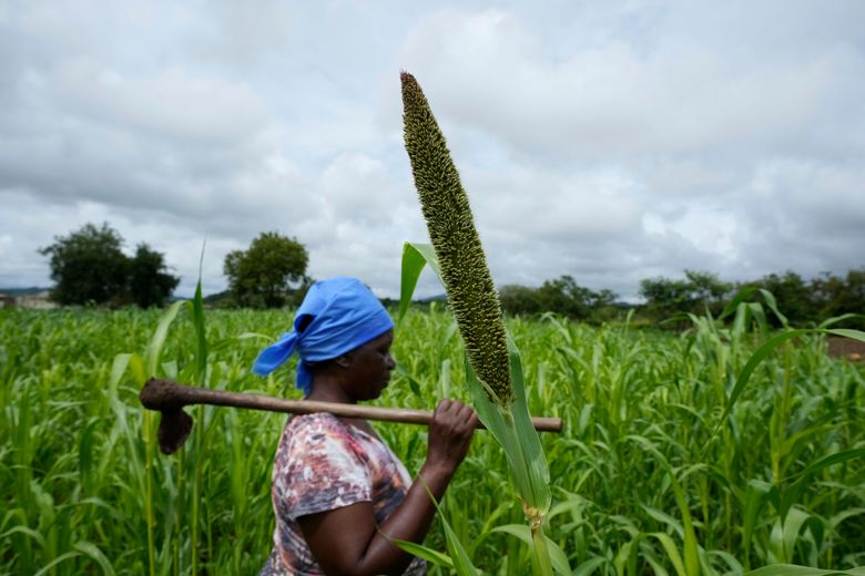 maize field casamance