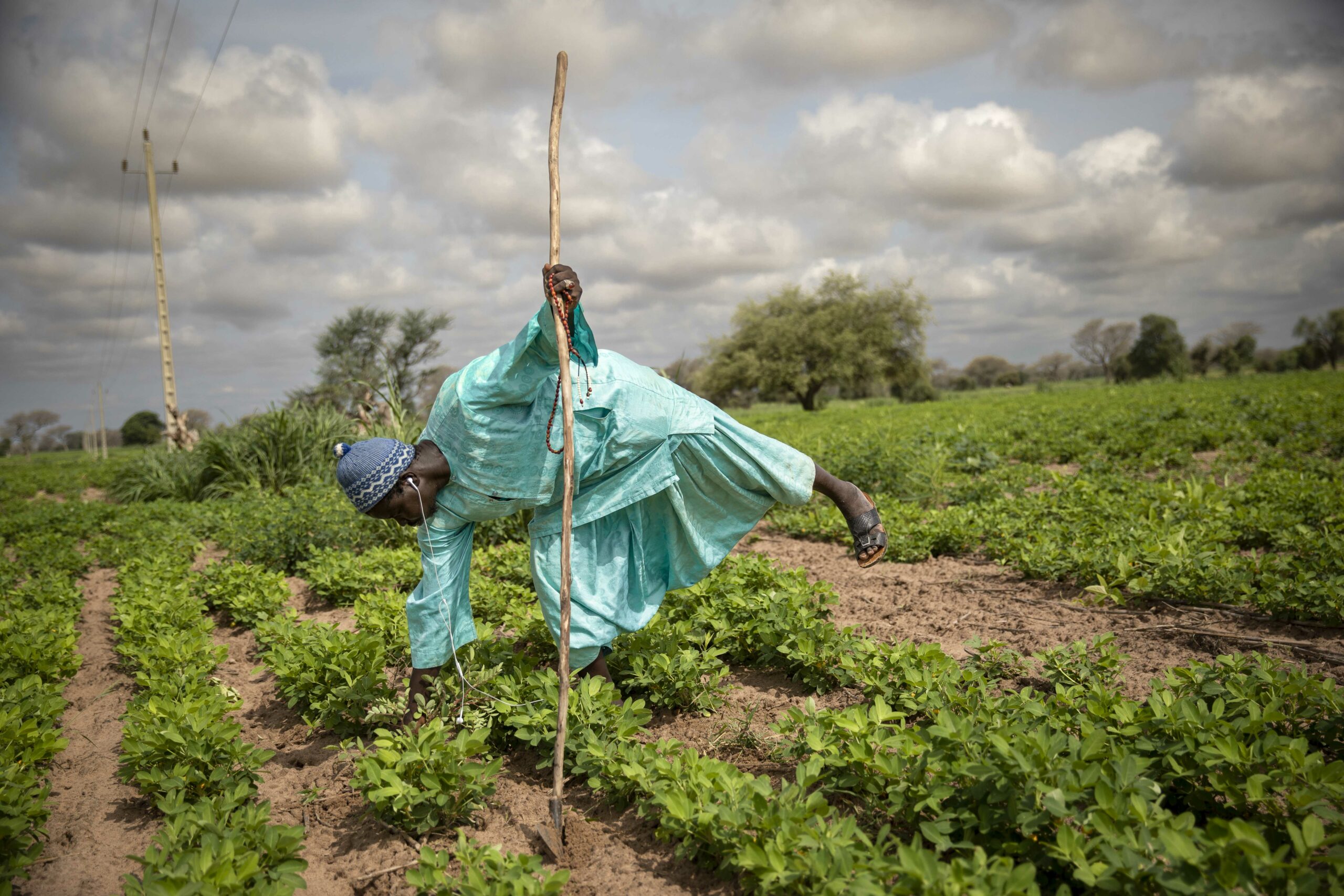 Senegal agroecological farm landscape