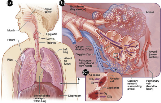 lung, airway, microbial structures in a realistic setting