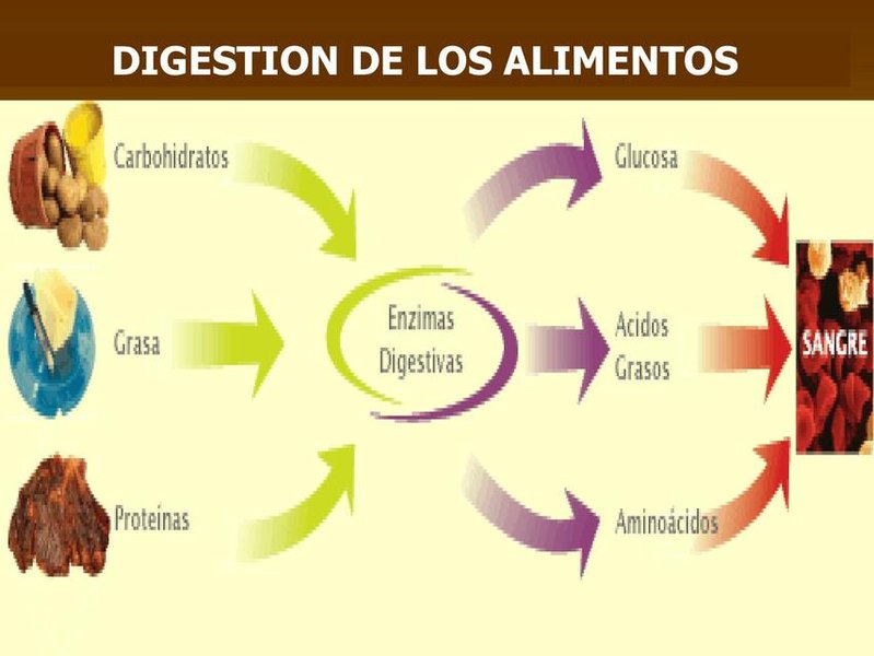 Representación esquemática del proceso de digestión de los alimentos