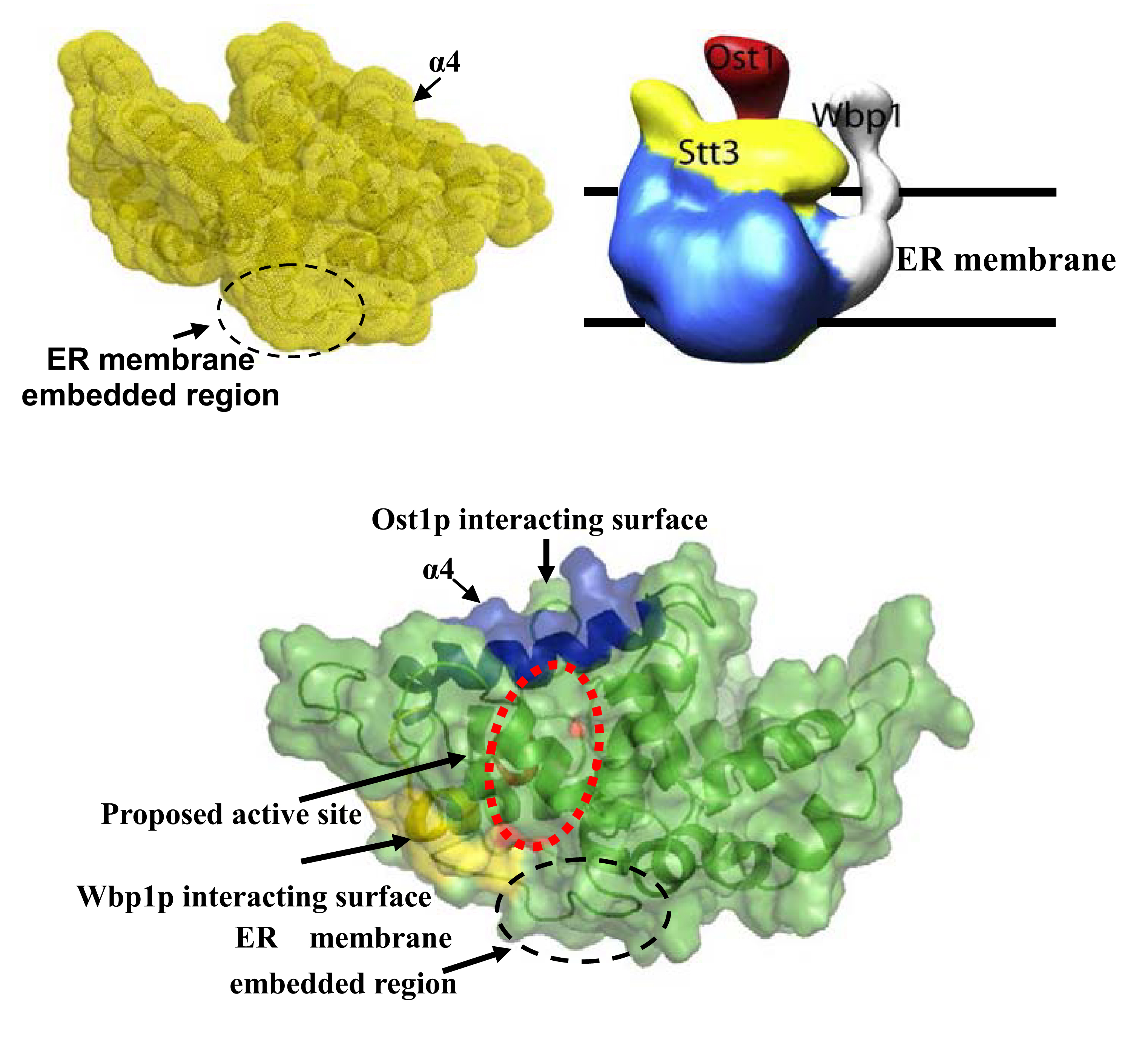 protein structure model laboratory research