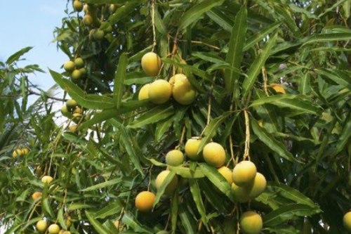 Alphonso mango orchards Devgad