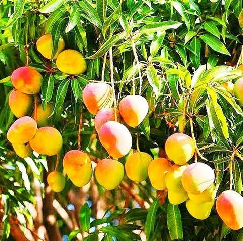Alphonso mango orchards