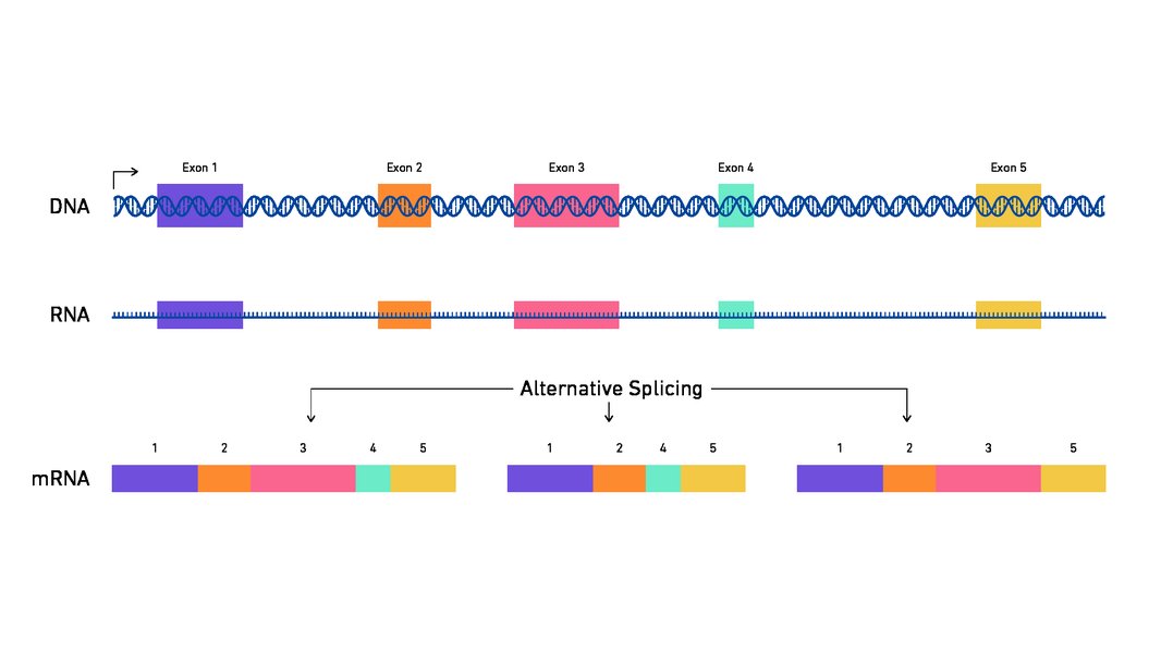 alternative-splicing-protein-diversity-sjhoz0qc